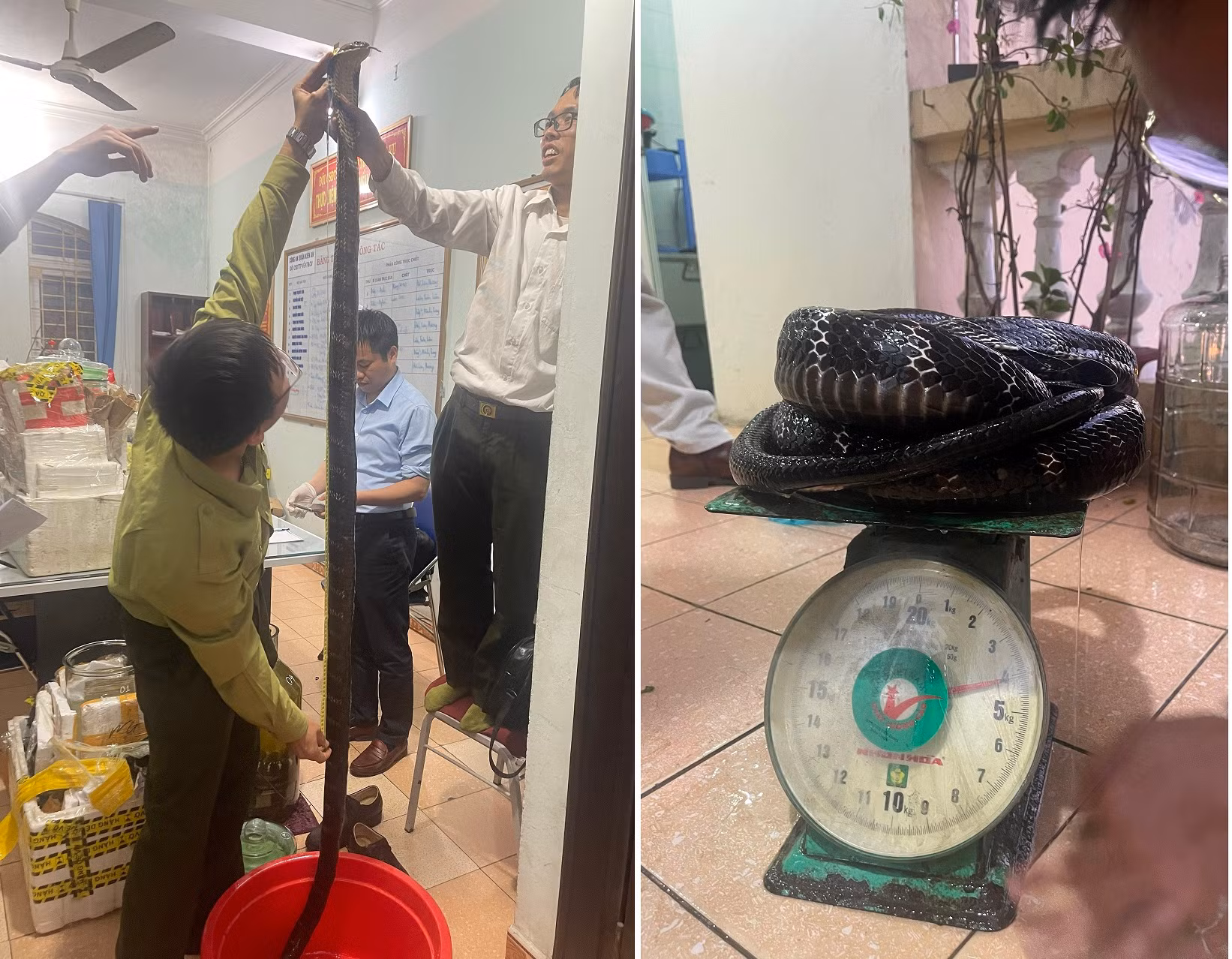 Đem rắn hổ chúa ngâm rượu đi bán, gặp phải Công an -0