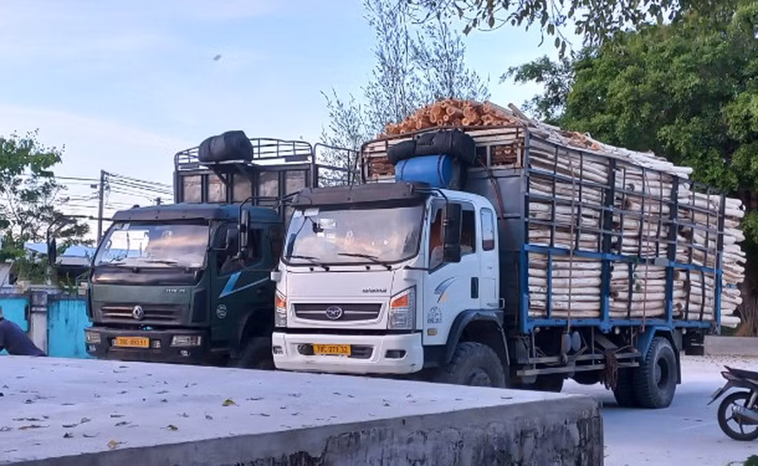 Nhân viên nhà nước chiếm dụng đất rừng của xã để trồng keo, hưởng lợi trái phép -0