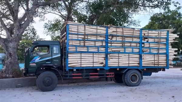 Tạm giữ 3 xe tải chở 25 tấn cây gỗ keo không có hồ sơ hợp pháp