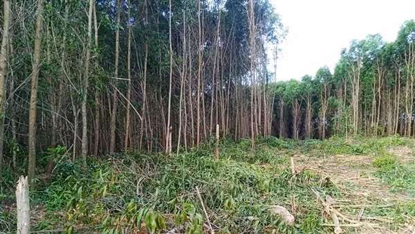 BQL rừng phòng hộ chiếm dụng trái phép đất rừng của xã để trồng keo hưởng lợi