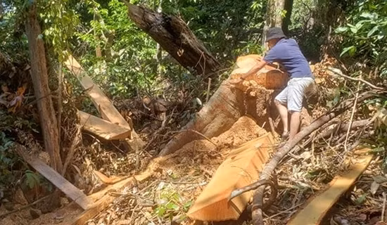 Bài học về quản lý, bảo vệ rừng tại Khu bảo tồn thiên nhiên Đakrông ảnh 3