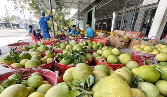 Nông dân trồng sắn gặp khó vì nhà máy chậm thu mua nguyên liệu ảnh 3