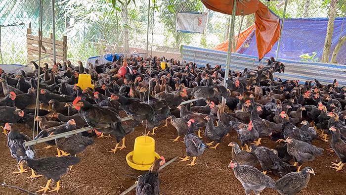 Giá gà rẻ hơn giá rau, người chăn nuôi điêu đứng -0