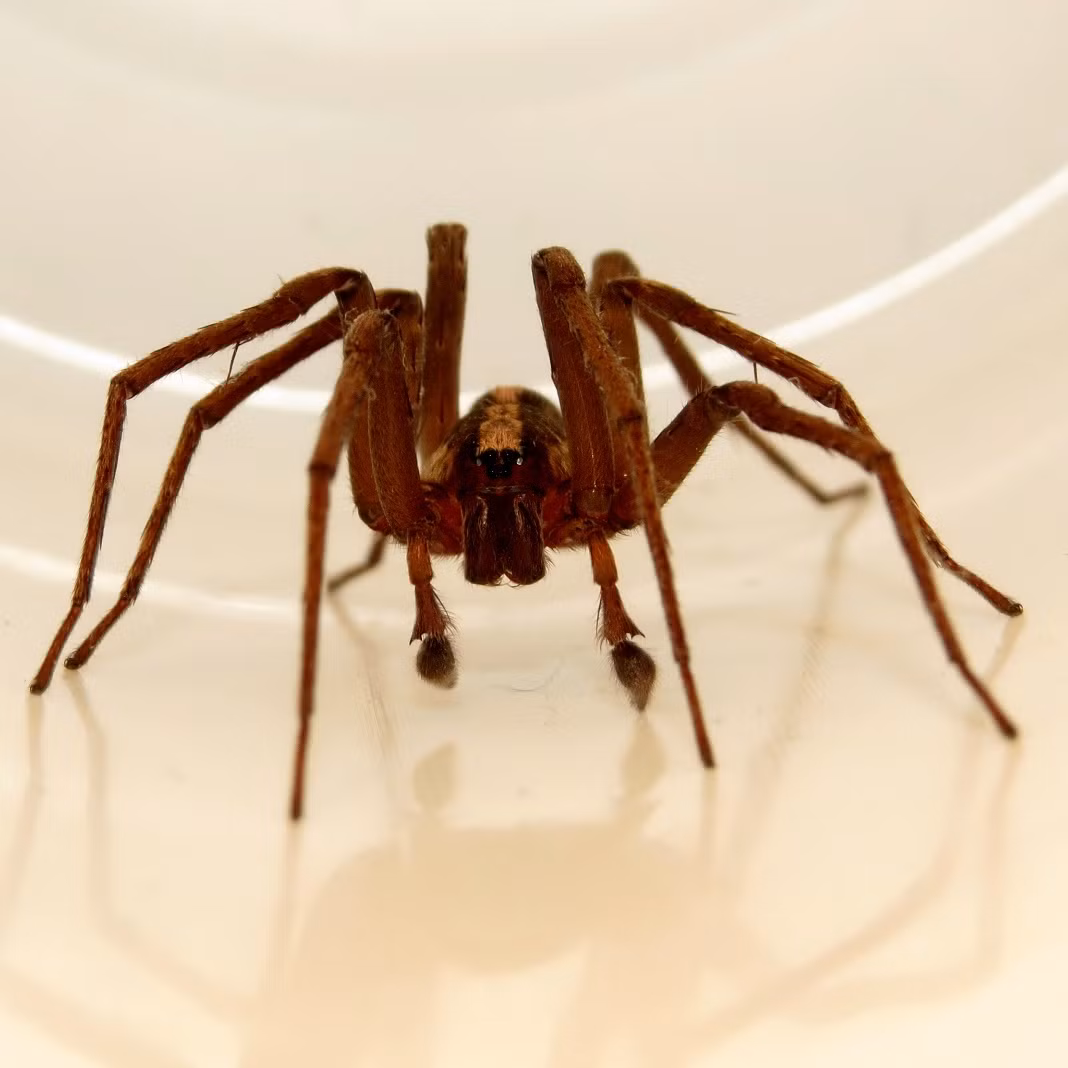 Ctenus captiosus, 1 trong 5 loài nhện ở Núi Cấm được phát hiện mới. (Ảnh: iNaturalist)