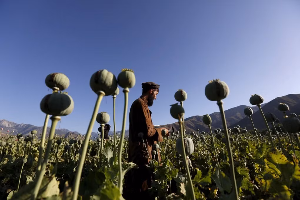 Afganistan trên hành trình loại bỏ cây thuốc phiện -0