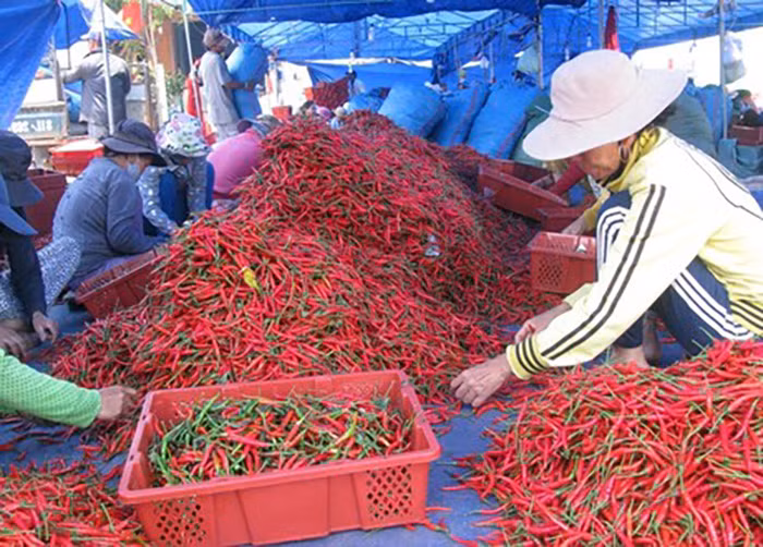 xuat khau ot2.jpg -0