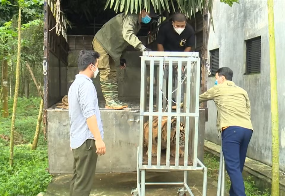 Xuất hiện hổ tự nhiên ở Vườn quốc gia Phong Nha-Kẻ Bàng -0