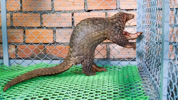 Bắt được 2 con tê tê khi đang làm vườn -0