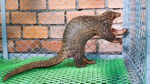 Bắt được cặp tê tê trên rẫy, vợ chồng người nông dân tự giác giao nộp kiểm lâm