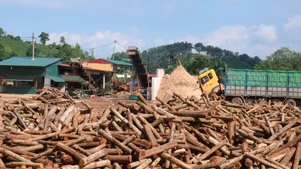 Ngang nhiên xây dựng nhà máy chế biến lâm sản trái phép