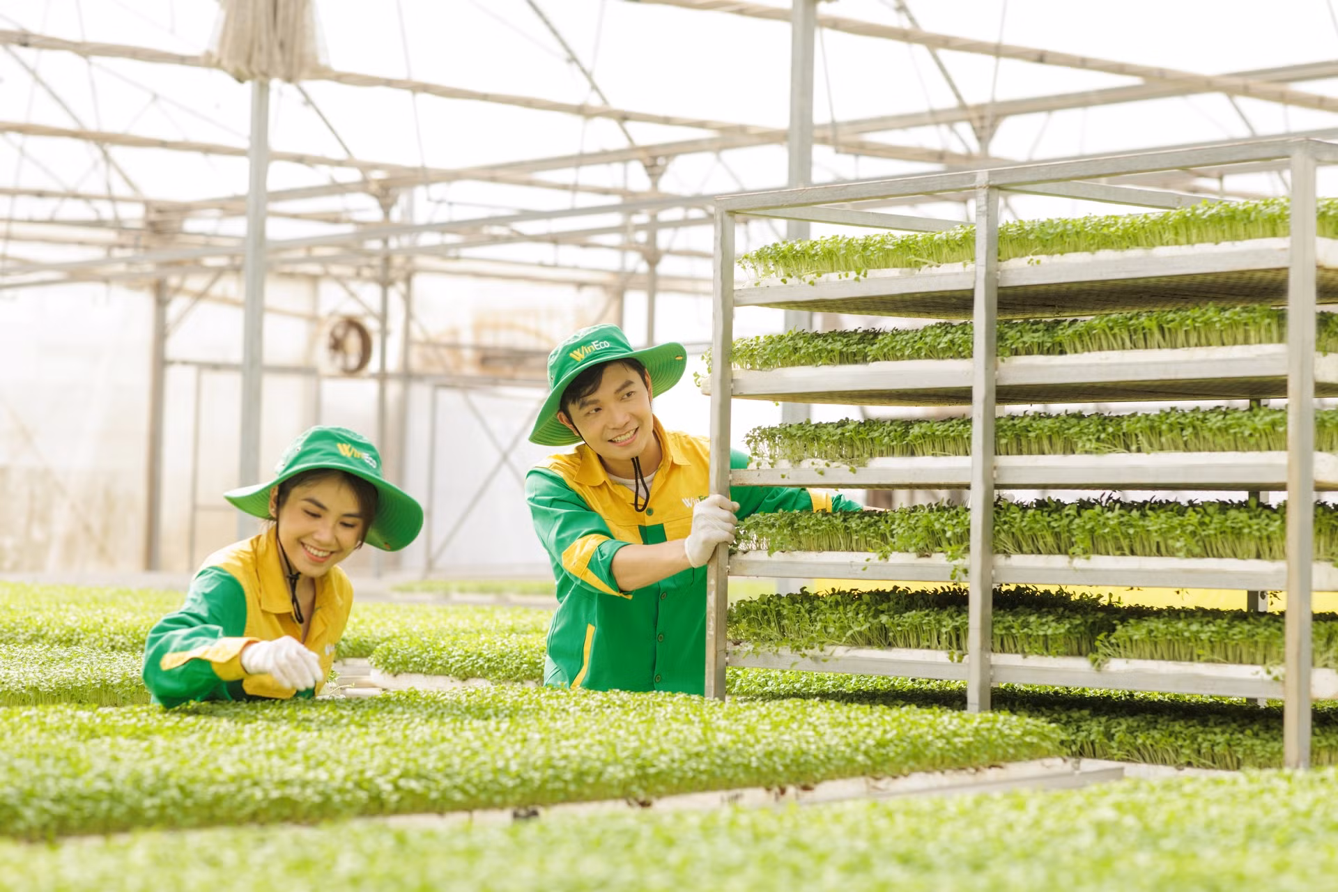 các công nhân tại wineco đang tất bật thu hoạch những luống rau mầm xanh ươm sau quá trình vun trồng với quy trình nghiêm ngặt “3 kiểm soát - 4 không” từ nông trường công nghệ cao.jpg -2