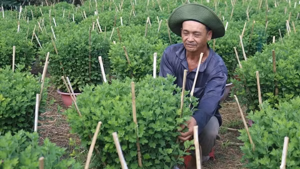 Miền Tây rộn ràng vào vụ hoa Tết