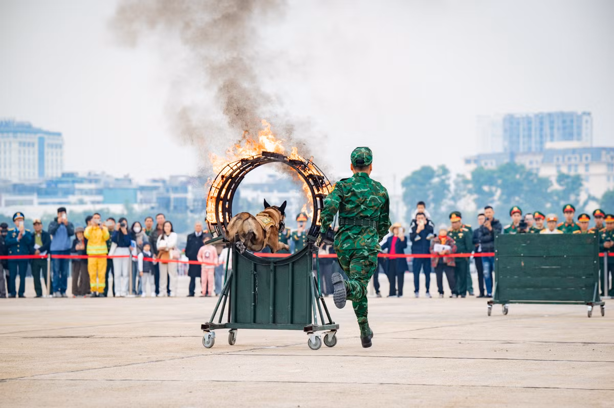 Chó nghiệp vụ từng cứu hộ Làng Nủ, trình diễn phục vụ người dân tham quan Triển lãm Quốc phòng quốc tế Việt Nam 2024 -1