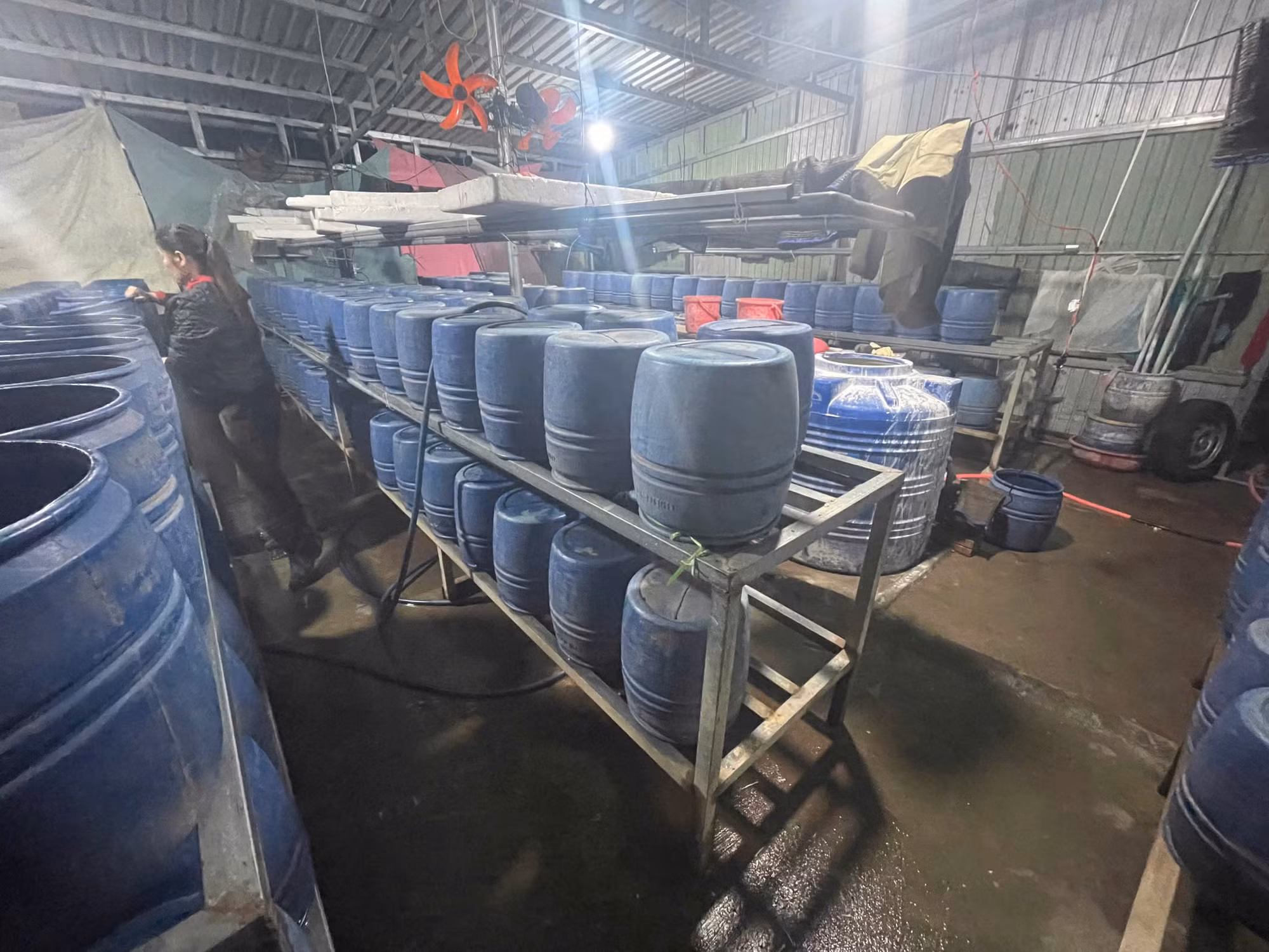 Hãi hùng cơ sở sản xuất giá đỗ ngâm tẩm hóa chất độc hại -1