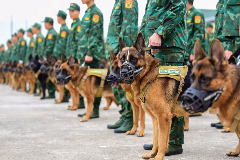 Chó nghiệp vụ từng cứu hộ Làng Nủ, trình diễn phục vụ người dân tham quan Triển lãm Quốc phòng quốc tế Việt Nam 2024 -2