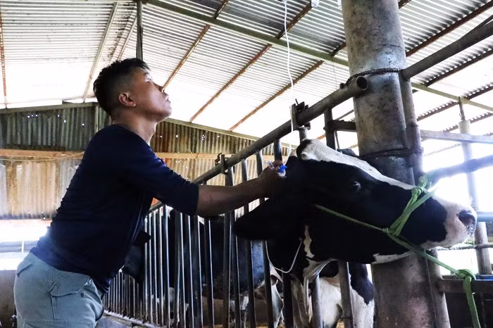 Bồi thường, hỗ trợ người chăn nuôi bò sữa chỉ bằng 1/10 thiệt hại -0