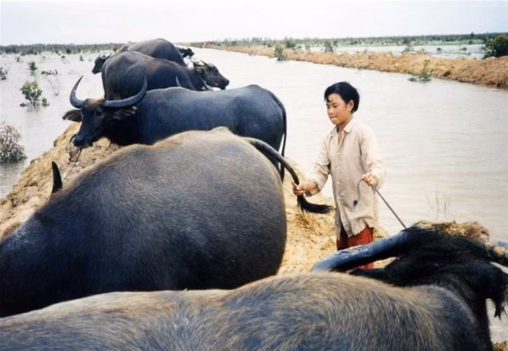ảnh 2 - phân cảnh đậm chất nam bộ trong bộ phim mùa len trâu.jpg -0