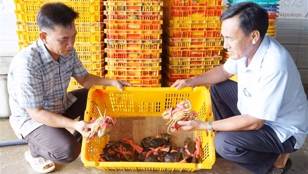 Khai thác giá trị thương hiệu cua Năm Căn (Cà Mau)
