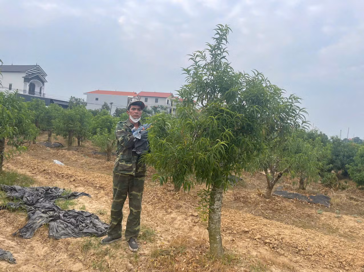Ghen tức không có đào đẹp bán dịp Tết, đối tượng hủy hoại hàng trăm cây đào thế của người dân huyện Mê Linh -0