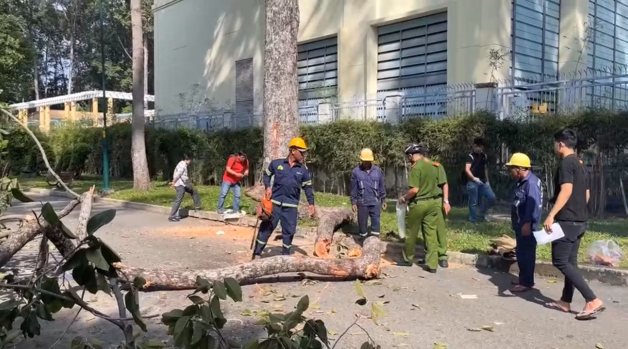 Sau sự cố cây tét nhánh khiến 2 người tử vong: Làm rõ trách nhiệm của các nhân và tổ chức liên quan -0