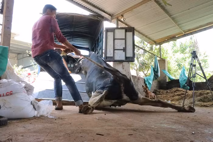 Bò sữa sau khi tiêm vắc xin tiếp tục chết hàng loạt -1