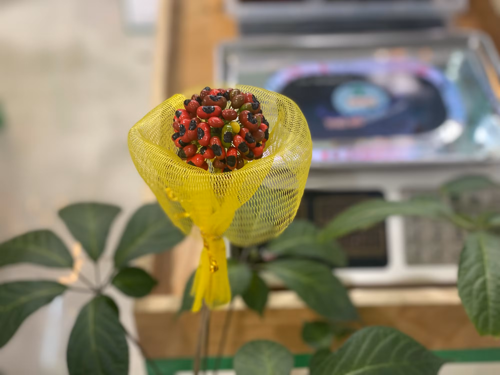 Sâm Ngọc Linh mở lối làm giàu cho bà con miền núi Quảng Nam -0