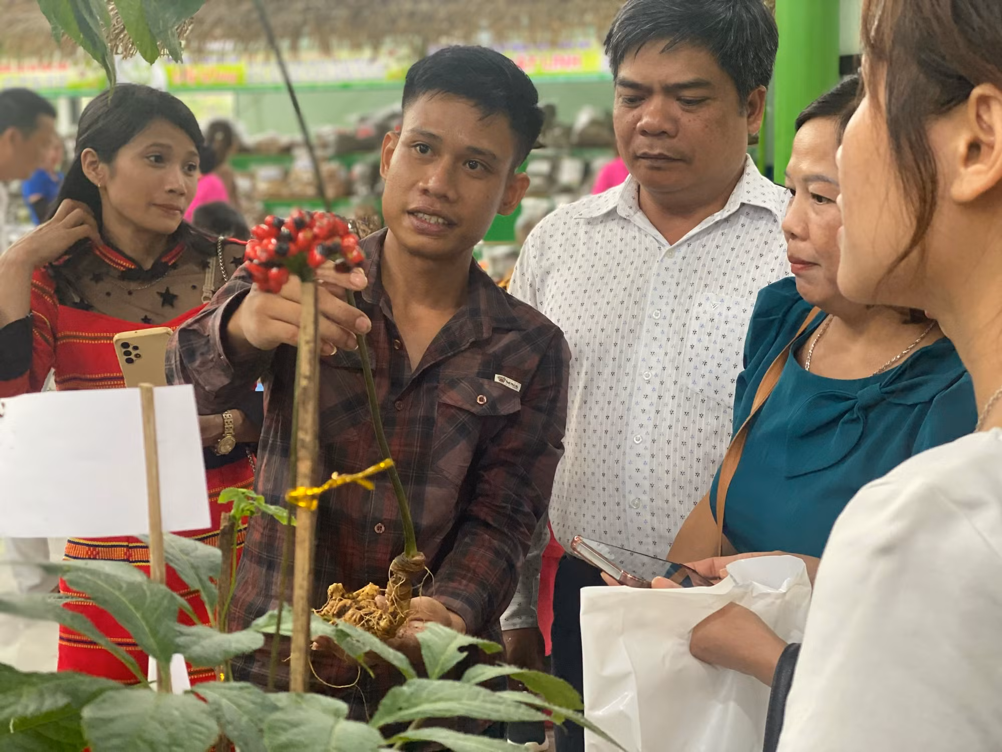 Sâm Ngọc Linh mở lối làm giàu cho bà con miền núi Quảng Nam -0