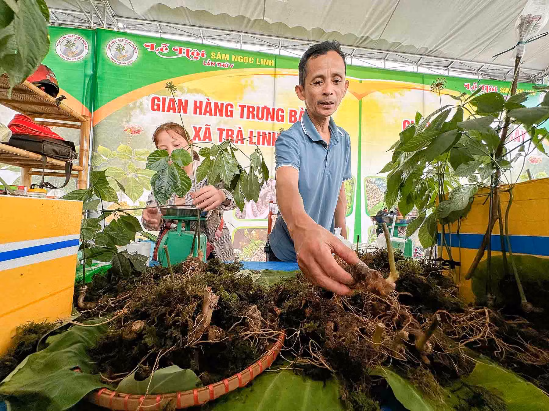 Sâm Ngọc Linh mở lối làm giàu cho bà con miền núi Quảng Nam -1