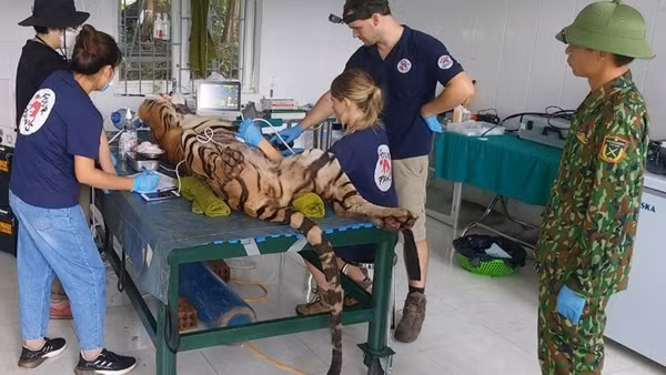 Di dời 7 cá thể hổ về khu chuồng mới ở Phong Nha Kẻ Bàng