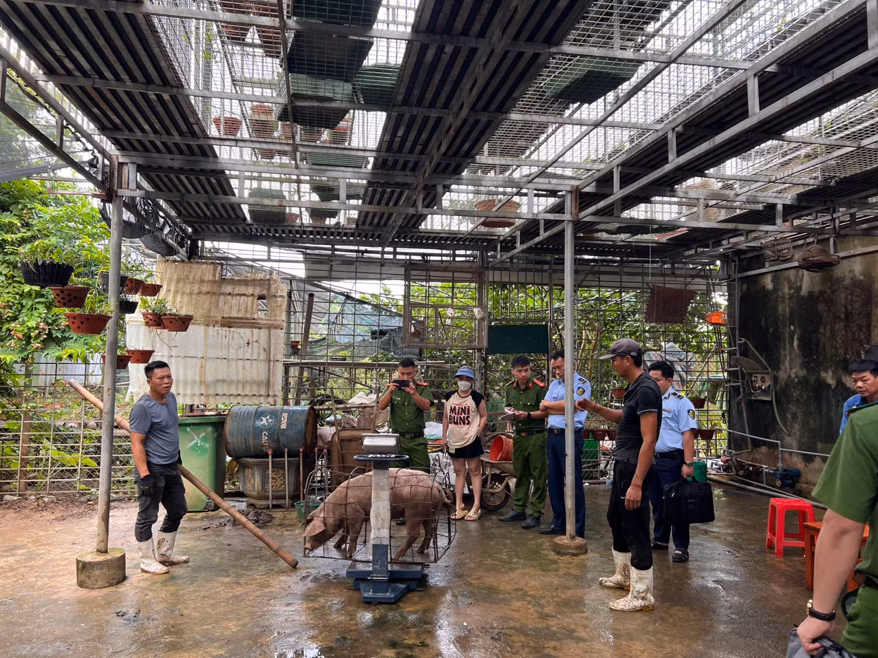 Ngăn chặn hành vi gian dối trong cân đo trọng lượng của lợn -0