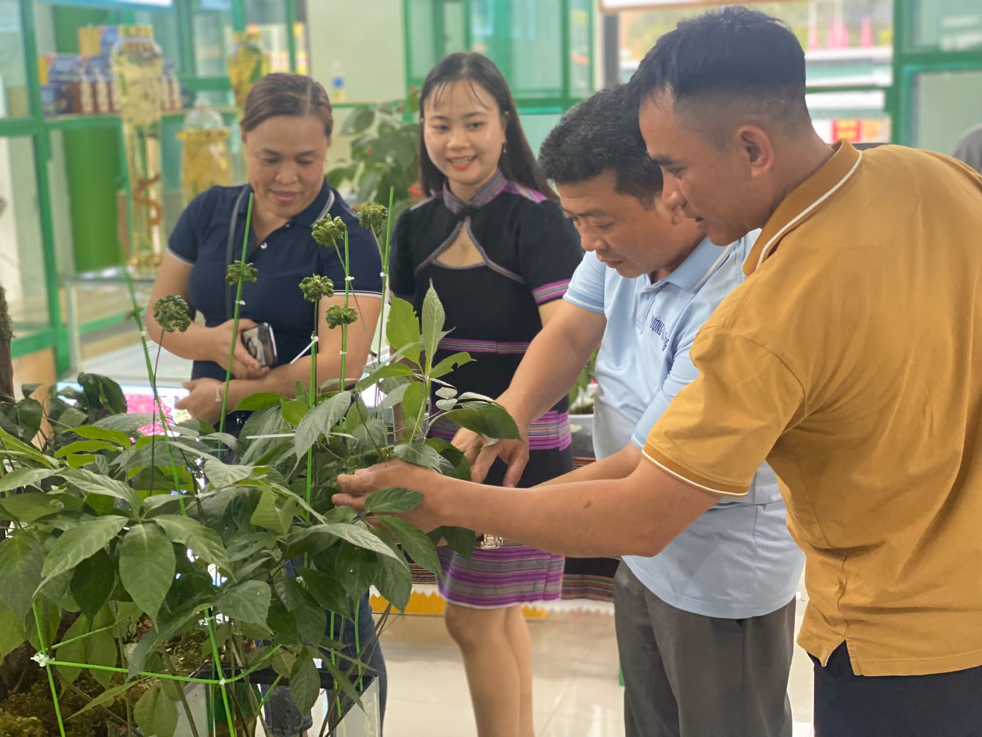 Sâm Ngọc Linh mở lối làm giàu cho bà con miền núi Quảng Nam -0