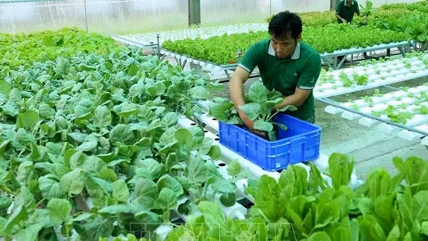 Cảnh báo lừa đảo lao động thời vụ đi làm việc tại Hàn Quốc