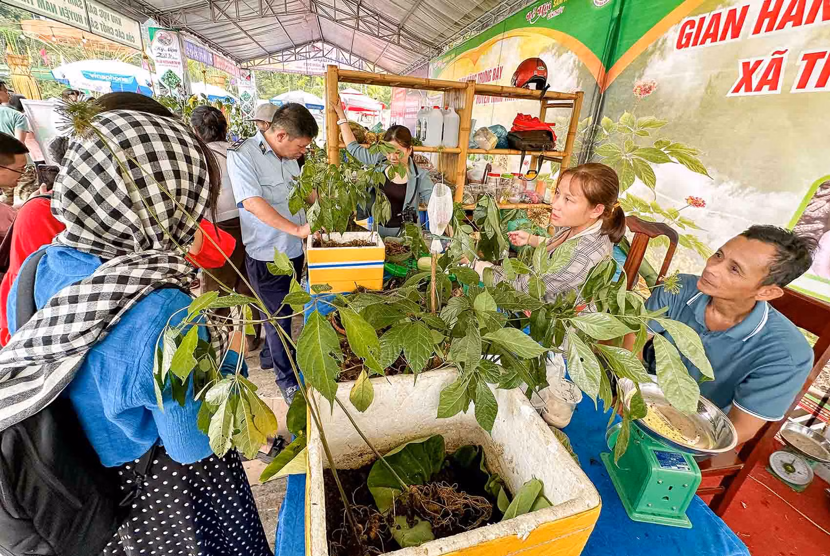 Sâm Ngọc Linh mở lối làm giàu cho bà con miền núi Quảng Nam -0