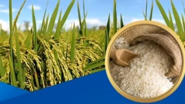 Đảm bảo an ninh lương thực, thúc đẩy sản xuất, xuất khẩu gạo bền vững