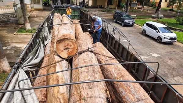 Xe đầu kéo vận chuyển 23 lóng gỗ trái phép ở khu vực biên giới