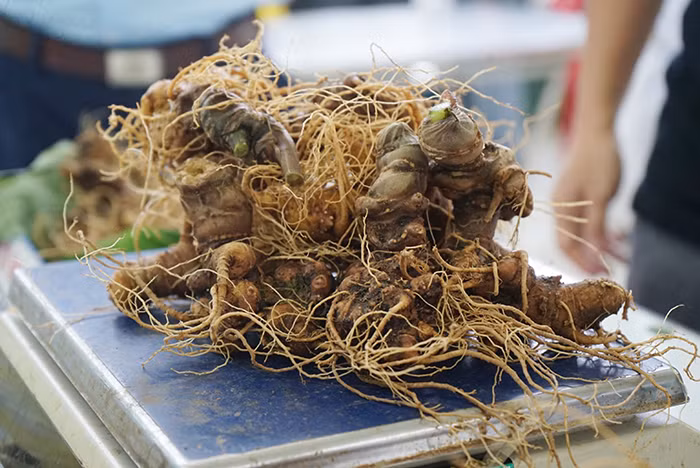 Nhọc nhằn giấc mơ sâm -0