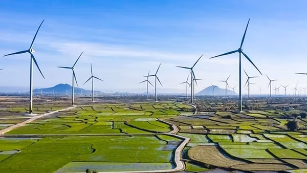 Chuyên gia đề nghị cần có giải pháp đồng bộ để phát triển điện gió bền vững