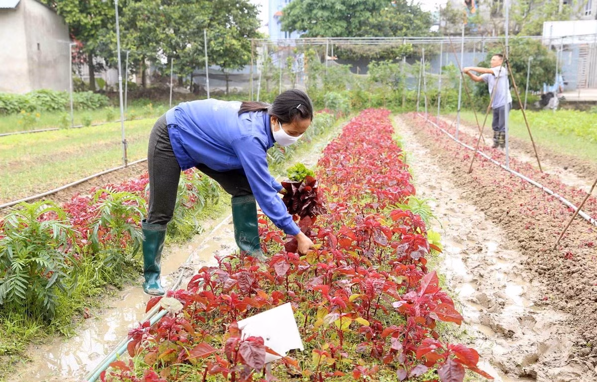 Hà Nội phấn đấu thu nhập nông dân đạt 70 triệu đồng/người/năm -0