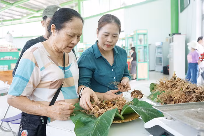 Nhọc nhằn giấc mơ sâm -0