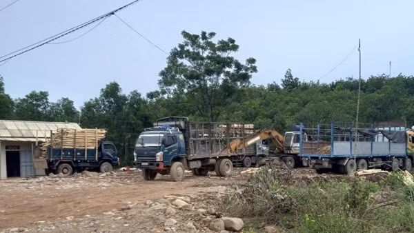Chấn chỉnh ngay hoạt động của hàng loạt trạm cân thu mua gỗ rừng trồng