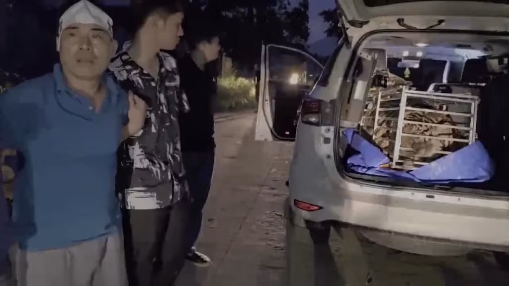 Triệt phá đường dây mua bán, vận chuyển động vật hoang dã, quý hiếm thu giữ 1 cá thể hổ sống -0