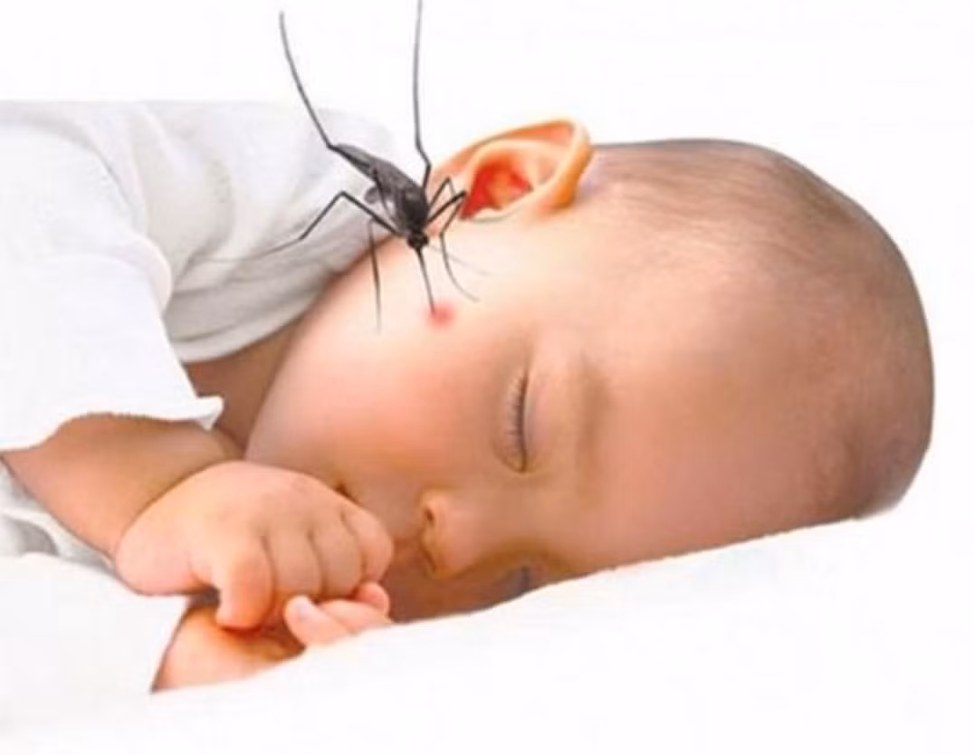 Đắk Lắk ghi nhận ca viêm não Nhật Bản đầu tiên -0