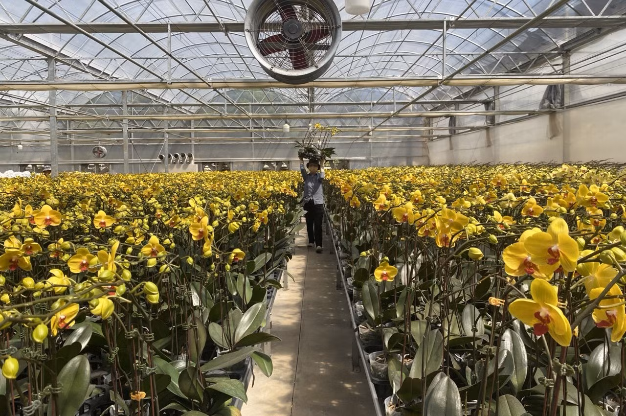 Đà Lạt thấp thỏm lo hoa Tết -0