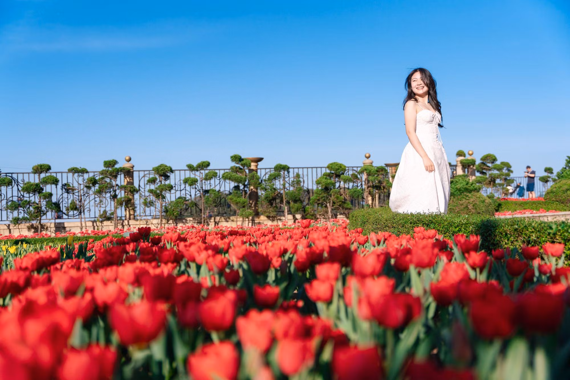 Sun World Ba Na Hills lần đầu ươm trồng 1 triệu bông tulip trên đỉnh núi đón Tết Nguyên đán 2026 -0