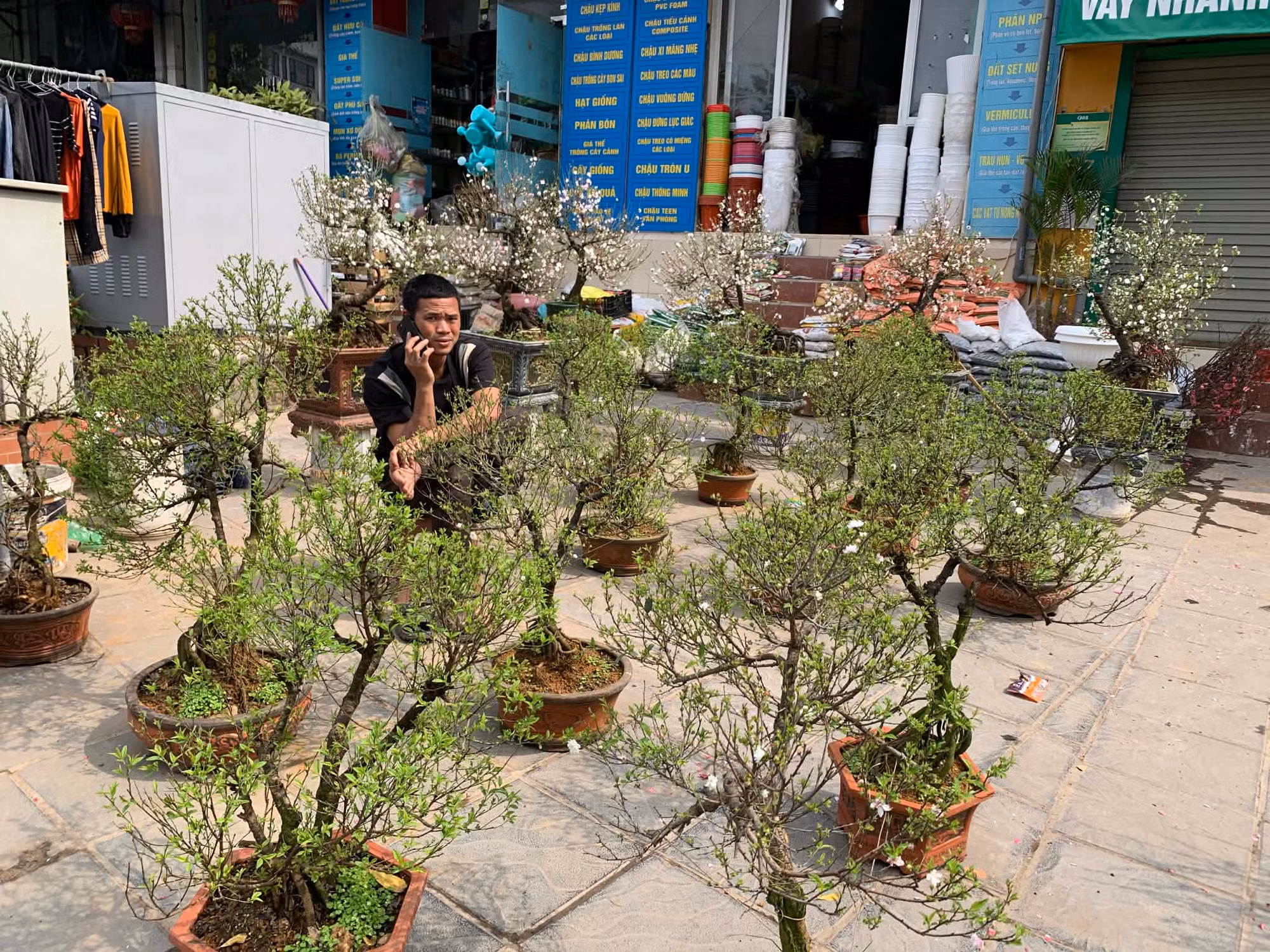 Thị trường cây cảnh giảm giá để hút khách -0