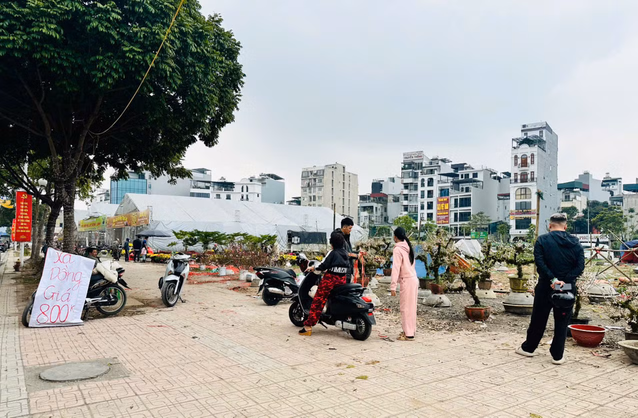 Thị trường cây cảnh giảm giá để hút khách -0
