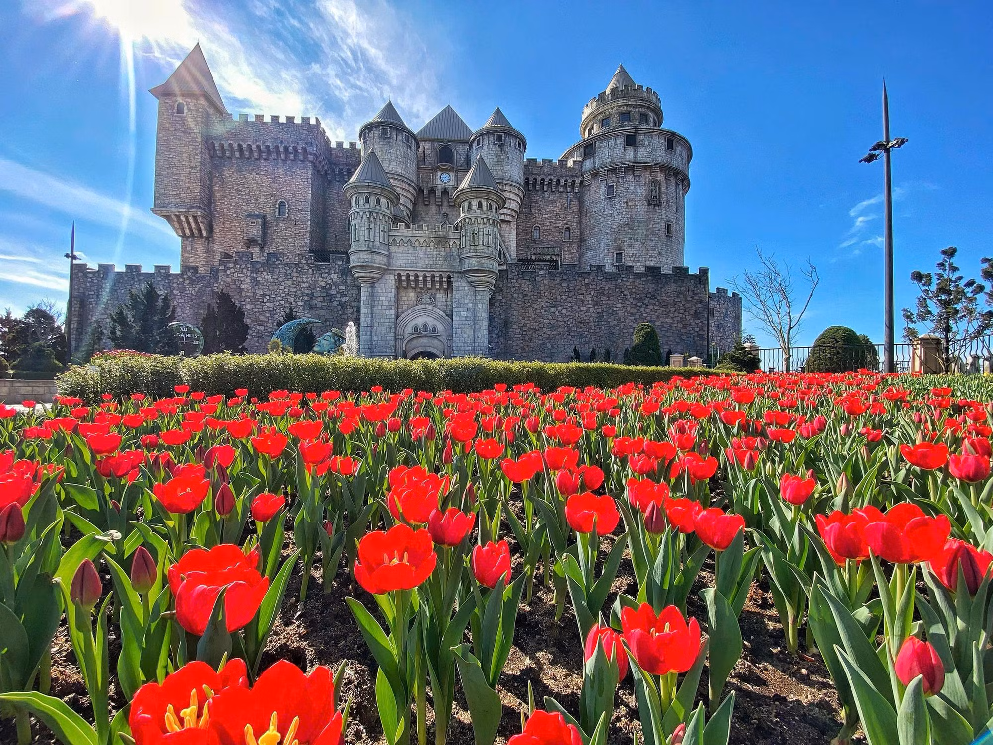 Sun World Ba Na Hills lần đầu ươm trồng 1 triệu bông tulip trên đỉnh núi đón Tết Nguyên đán 2026 -0