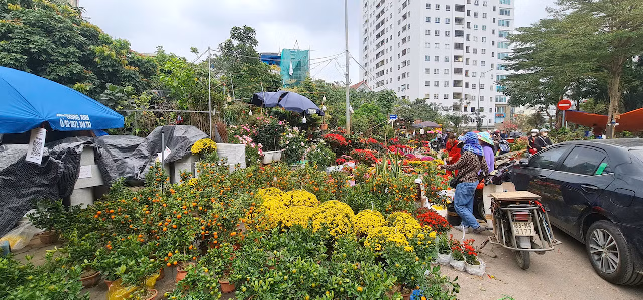 Thị trường cây cảnh giảm giá để hút khách -0