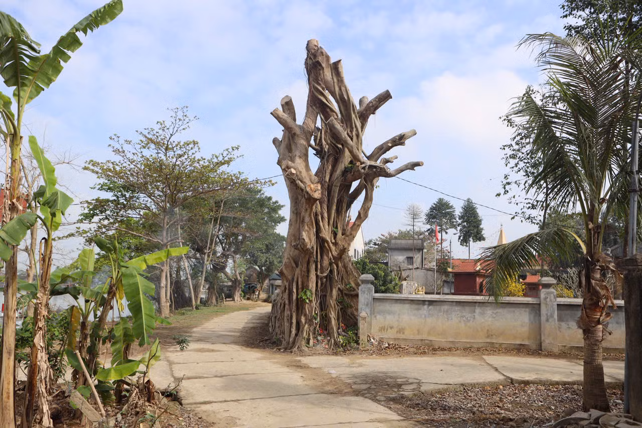 Liên quan đến việc 3 cây cổ thụ hơn trăm tuổi ở di tích đình làng Sình bị cắt cành: Việc cắt tỉa nhằm bảo vệ an toàn di tích và nhà cửa của người dân lân cận -0