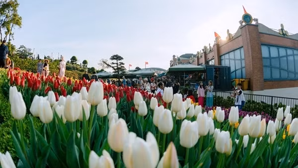 Hàng nghìn cây hoa tulip đã sẵn sàng đón chờ du khách đến Hội xuân núi Bà